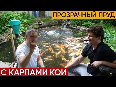 Видео: Интервью с Георгием с канала "Raritetplants". Разговариваем о карпах кои, о пруде, о фильтрации.