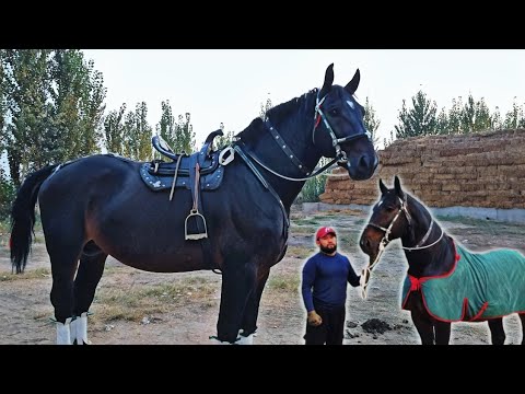 Видео: БАЙ БАЙ ОТНИ ГЕРКУЛЕСИ ЧИКДИ...