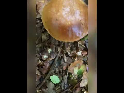 Видео: Охота за грибами . Надежды оправдались , 