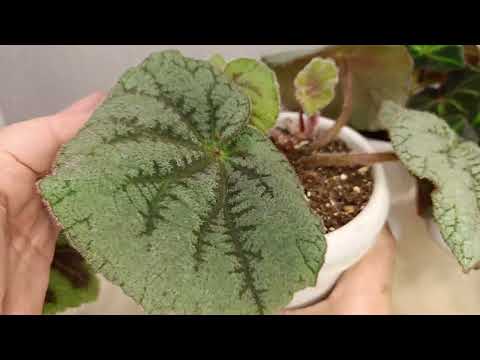 Видео: Бегонии. Мои природные бегонии.