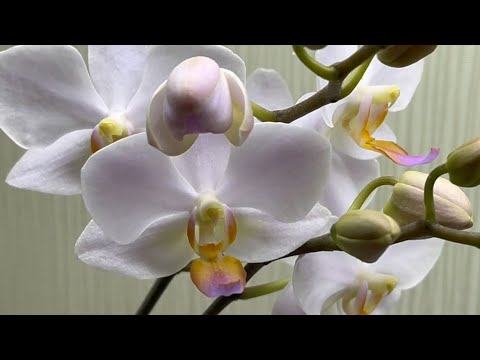 Видео: ЦВЕТЕНИЕ АЗИАТСКИХ ОРХИДЕЙ 🥰  Phal.Hatuyuki, Phal. Champion Lighting,Phal.Yen Shua Sweet Girl