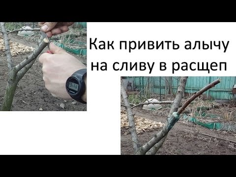 Видео: Прививка сливы. Как привить в расщеп на сливу алычу. Как прививать сливы.