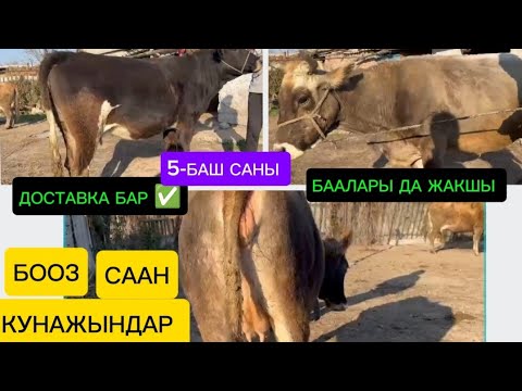 Видео: МУЗОЛУУ СААН БООЗ УЙЛАР ЧЫКТЫ ЧҮЙ ОБЛУСУ СОКУЛУК РАЙОНУНДА ☎️ ЭЭСИ ЧАЛЫҢЫЗ ДОСТАВКА БАР ✅