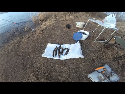 Видео: Ловим Налима на донки  в Январе по жидкой воде. р ЛУГА . 2020г.