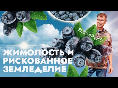 Видео: Жимолость и рискованное земледелие