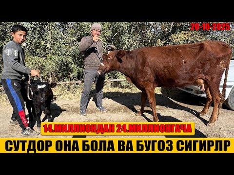 Видео: СУТДОР ОНА БОЛА ВА БУГОЗ СИГИРЛАР АРЗОН НАРХДА РУЗИБОЙ ОГА 20-10-2025г