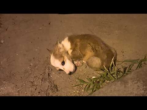 Видео: Больной корги со слезами на глазах свернулся у машины, терпя боль.Придёт ли ангел, чтобы помочь ему?