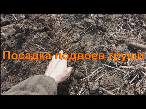 Видео: Посадка подвоев груши