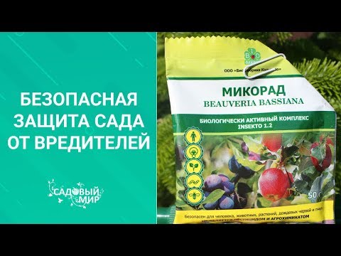 Видео: Одно средство от десятка  вредителей. Безопасная биологическая защита сада от насекомых.