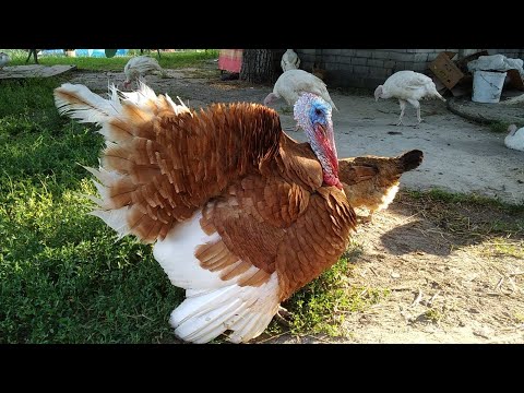 Видео: ИНДЮКИ, ВЫРАЩИВАНИЕ ИНДЮШАТ БЕЗ ПРОБЛЕМ.УХОД И СОДЕРЖАНИЕ ИНДЮКОВ, ЛУЧШАЯ ПТИЦА 29 червня 2020 р.