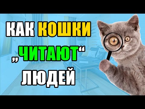 Видео: Как Кошка Определяет ПЛОХИХ Людей? 5 Сигналов, Что Она В Панике!