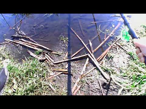 Видео: Поплавок,карась,бешеный клёв