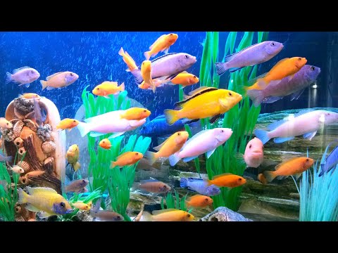 Видео: Гибриды Африканских цихлид. Африканские цихлиды в 120 литровом аквариуме спустя год