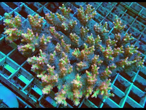 Видео: "Рифовый Аквариум".  Биология и Органическая Химии. Серия 91