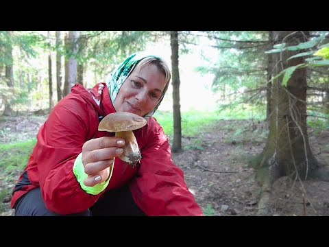 Видео: Очень страшно, но очень хочется за грибами. Большой грибной Бум.