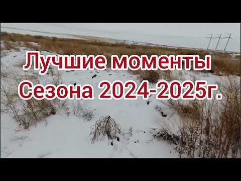 Видео: Охота на зайца "лучшие моменты сезона 2024-2025г."