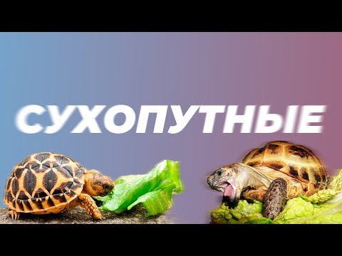 Видео: СУХОПУТНЫЕ ЧЕРЕПАХИ. Всё, что нужно знать о них.