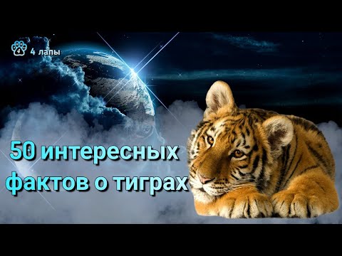 Видео: 50 интересных фактов о тиграх
