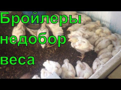 Видео: #НЕДОБОР ВЕСА У БРОЙЛЕРА//  ПОЧЕМУ И ЧТО ДЕЛАТЬ//