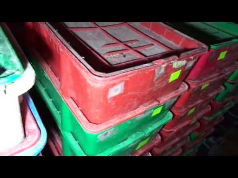 Видео: Отчет/Солома, прошло полмесяца/Разведение червя дендробена