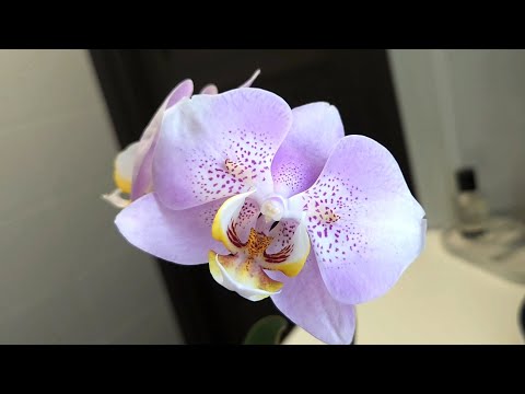 Видео: Наслаждаюсь каждым мгновением, проведённым с ними🥰 орхидеи-бабочки и пелоры🌷