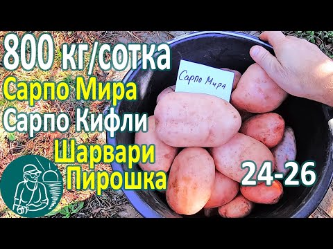 Видео: 🏆🥔 Сбор урожая 26 сортов картофеля в жарком климате: Сарпо Мира, Сарпо Кифли, Шарвари Пирошка