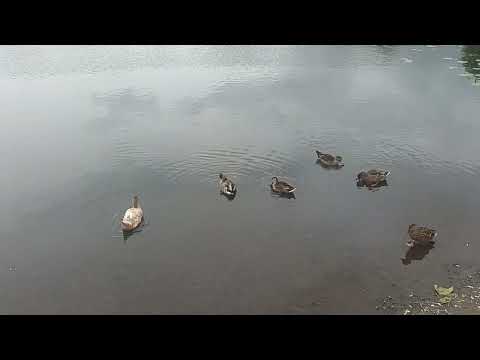 Видео: Люди! Берегите природу, мать вашу! 