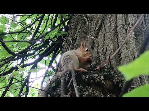 Видео: sguirrel lanch🐿️белка на пикнике city, 🏙️🌃🖼️SKETHES, spring,PARK, 🏞️🌄🏞️,ГОРОДСКИЕ, зарисовки ВЕСНОЙ