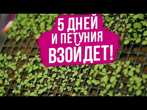 Видео: Как правильно сеять петунию на рассаду.