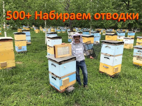 Видео: 500+ Разные варианты набора отводков.