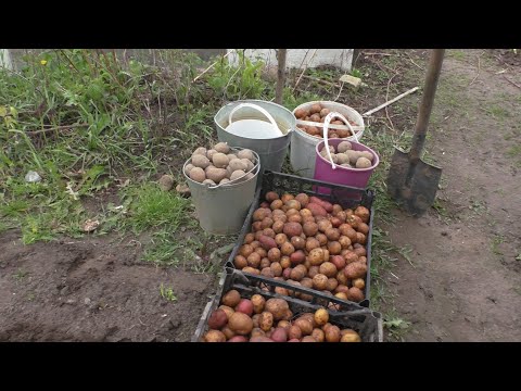 Видео: САЖАЕМ КАРТОШКУ! ТАТЬЯНА ДОБАВИЛА КА-КА-ШКИ Посадили и ПОШЛИ ГУЛЯТЬ!