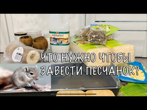 Видео: ЧТО НУЖНО ЧТОБЫ ЗАВЕСТИ ПЕСЧАНОК?