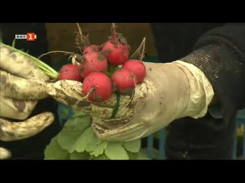 Видео: Как работата в чужбина може да те накара да се хванеш със земеделие, “Бразди”, 24.04.2021 г. по БНТ