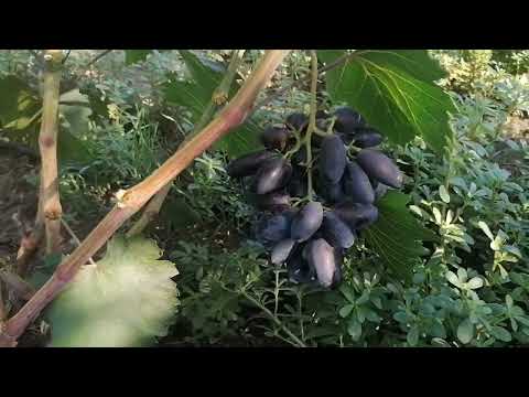 Видео: Виноград Днепровский сувенир 2022г