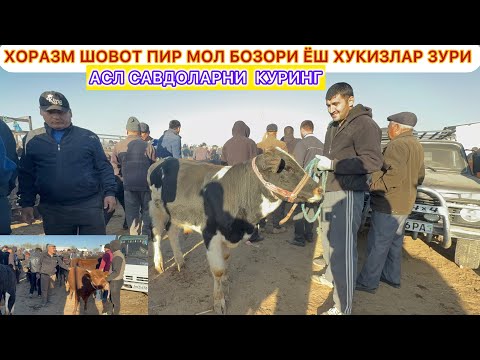 Видео: ХОРАЗМ ШОВОТ ПИР МОЛ БОЗОРИ ЁШ ХУКИЗЛАР ЗУРИ АСЛ САВДОЛАРНИ КУРИНГ 10-октябрь 2025 г.