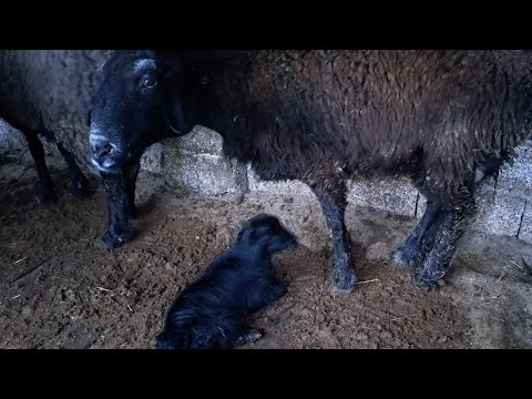 Видео: Қой бордақылау кезінде қой буаз болса деген сұрақтарға жауап
