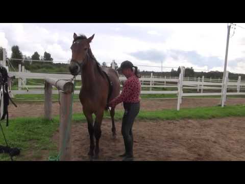 Видео: Знакомство с подпругой, начало работы на вожжах