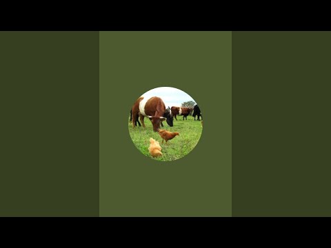 Видео: Tolqinjon Normatov в прямом эфире!