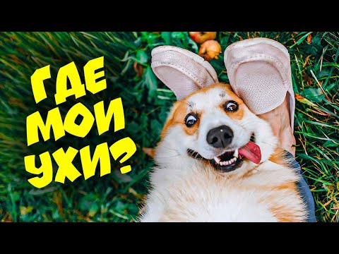 Видео: КОРГИ КОРЖИК. ПРОДОЛЖЕНИЕ. Лучшие серии весны! (Корги Коржик) Говорящая собака