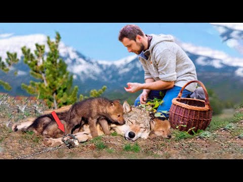 Видео: Волчата громко плакали под боком у раненой мамы. Ее лапа была зажата в железных тисках!