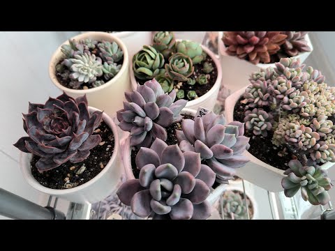 Видео: Пересадка орхидей и суккулентов, 09.09.23г., сб.  🙋🌹💚