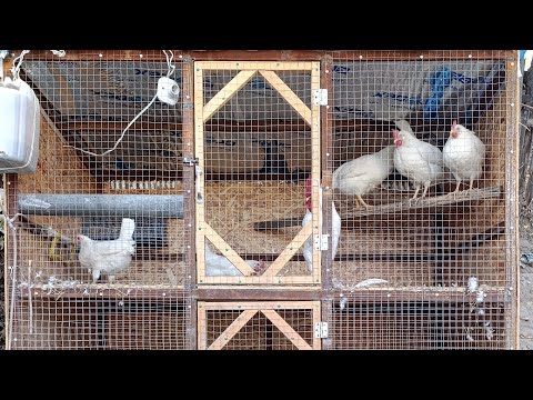 Видео: Уй Шароитида ТОВУК Бокиш сирлари Кандей Бокса Улмийди. Адлер Лигорин Тоджон 