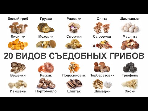 Видео: Топ 20 ВИДОВ СЪЕДОБНЫХ ГРИБОВ