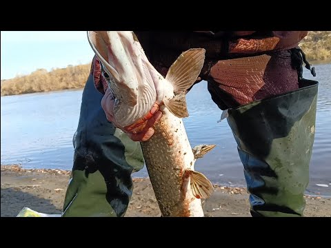 Видео: Жор хищников на живца.Проверка закидушек.30.09.25г.