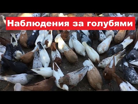 Видео: Понемногу о разном.
