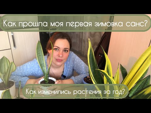 Видео: Мои роковые ошибки. Зимовка сансевиерий. Красный клещ. Как изменились растения за год?