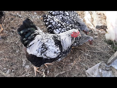 Видео: Секонд хенд. Примерка. Петухи подрались, боялась, что не выживут🙈