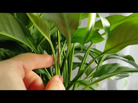 Видео: Спатифиллум | Как справится с заливом | Пятна на листьях