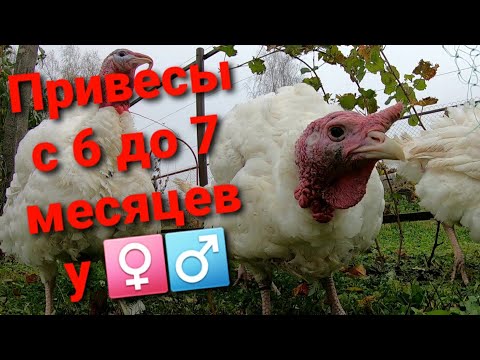 Видео: ВОТ ЭТО ВЕС!!! Хайбрид Конвертер и Биг-6 - динамика прироста с 6-и до 7 -и месяцев