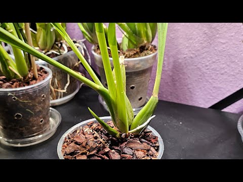 Видео: Орхидея Зигопеталум (Zygopetalum), как правильно пересадить? #orchid #орхидеи #пересадкаорхидей